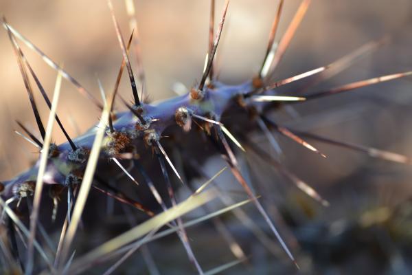 Macro Photography of Spiky Plant