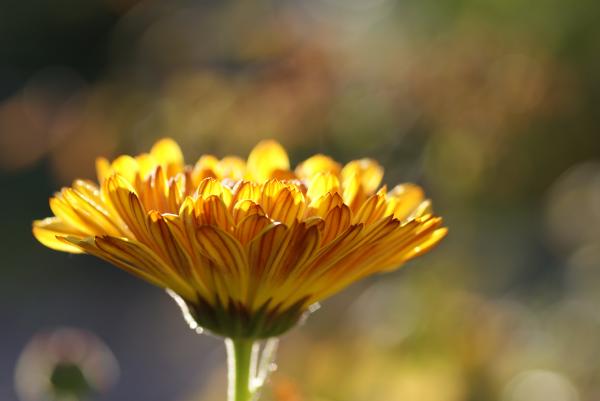 Macro Photography of Yellow Flower