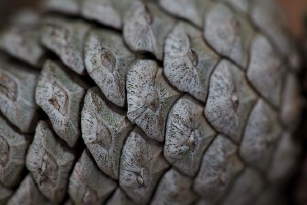 Macro Pine Cone