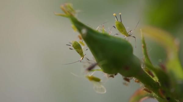 Macro Rosebud