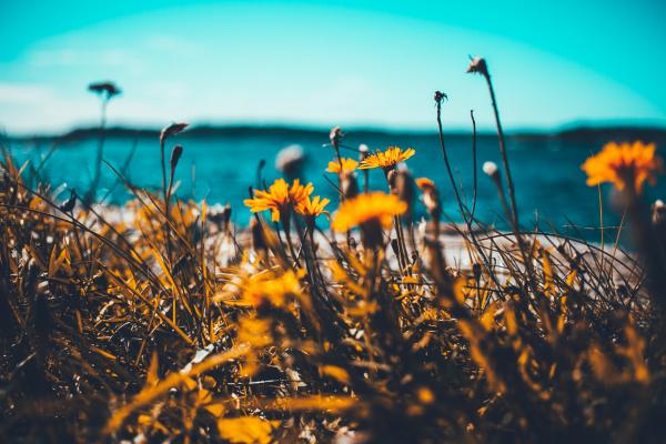 Macro Shot of Sunflowers