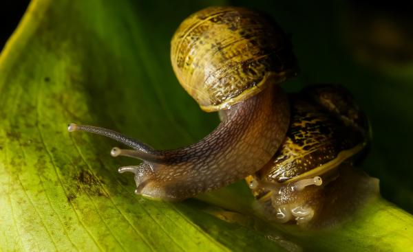 Slug macro photograph