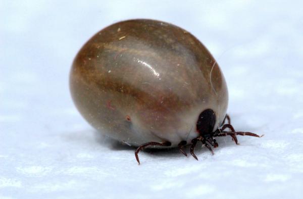 Macro Tick