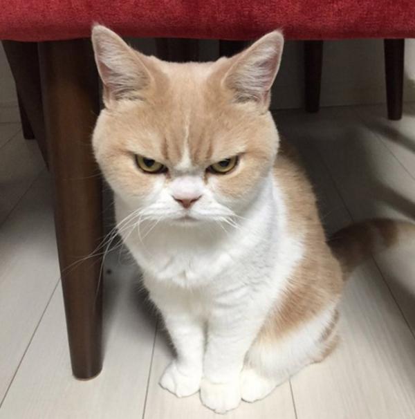 Mad cat
