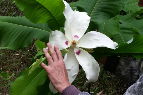 Magnolia