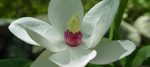 Magnolias