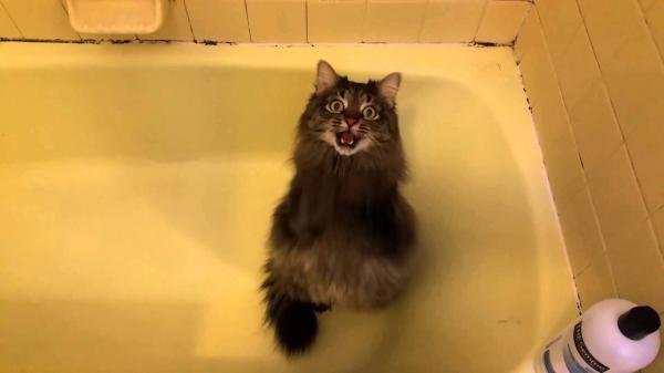 MAINE COON BABY