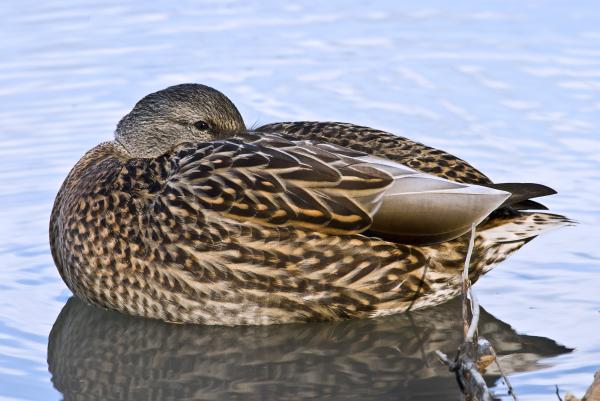 Mallard at rest