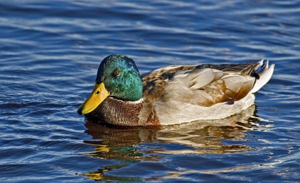 Mallard Duck
