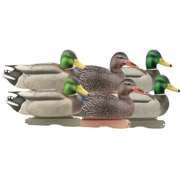Mallard Duck