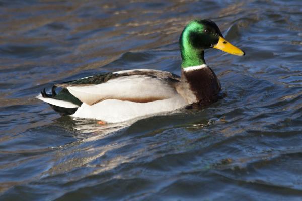 Mallard Duck