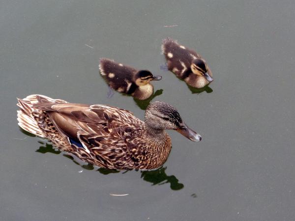 Mallard duck and chicks