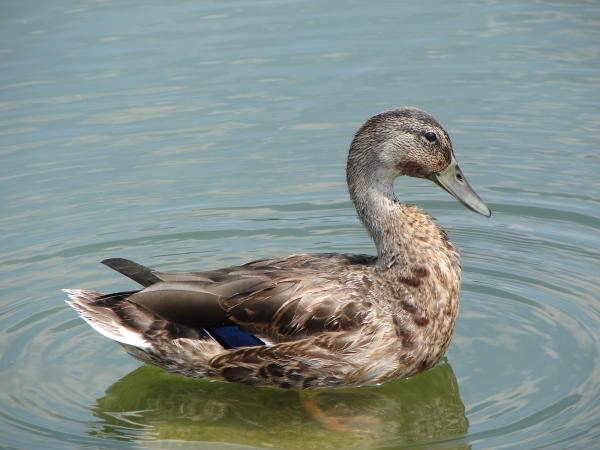 Mallard Duck in the River