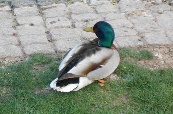 Mallard Duck