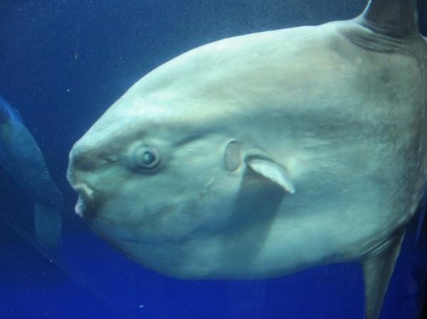 Mambo fish
