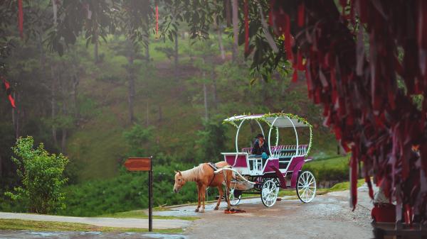 Man Riding Horse Carriage