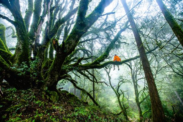 Man Sitting On The Tree