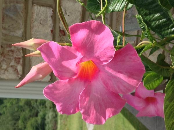 Mandevilla