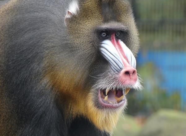 Mandril Ouwe Hand