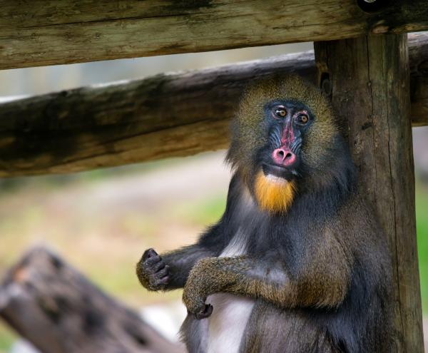 Mandrill