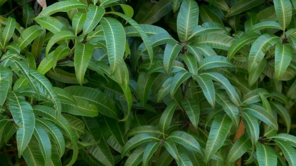 Mango Tree