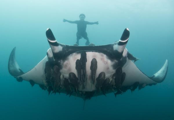 Manta Ray