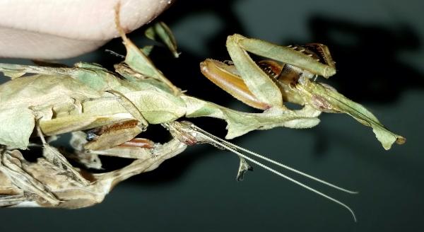 Mantid II