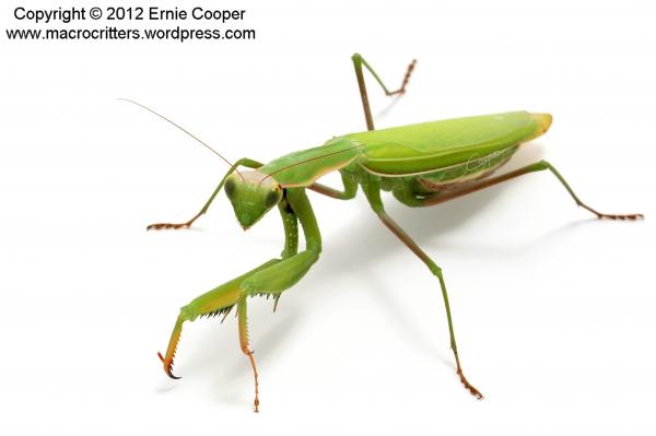 Mantid III
