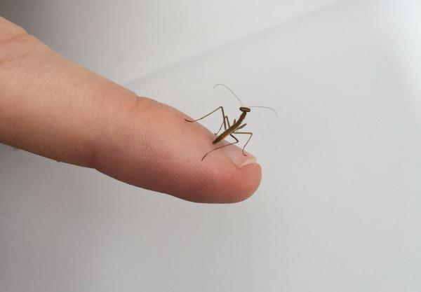 Mantid IV