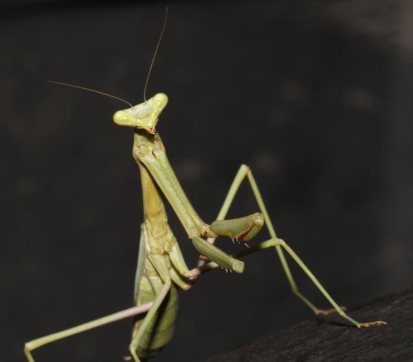 MANTID, sp (8-5-10) yard, west of patagonia, scc, az -2