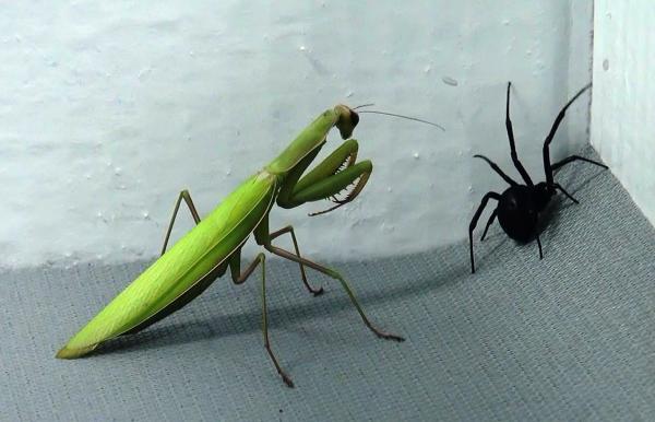 Mantid V