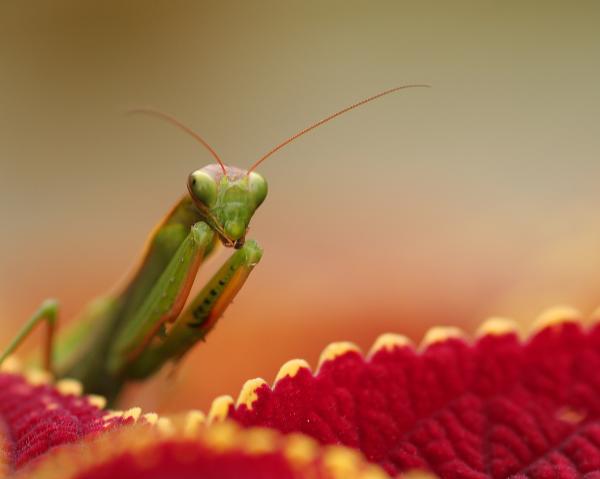 Mantid