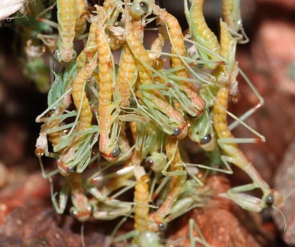 MANTIDS (Stagmomantis [californica] wheelerii) hatching (4-6-11) 78 circulo montana, patagonia lake ranch estates, scc, az -04