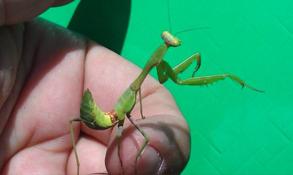 Mantis