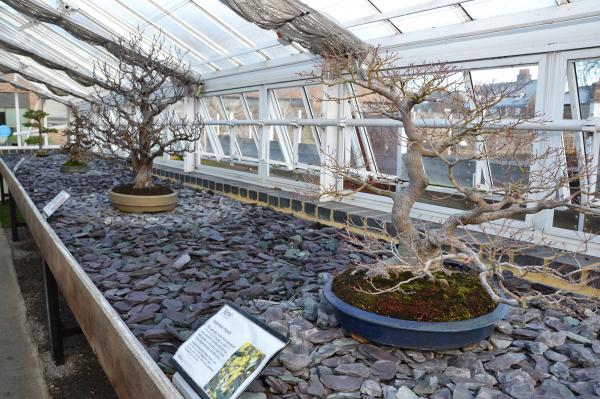 Maple bonsai tree
