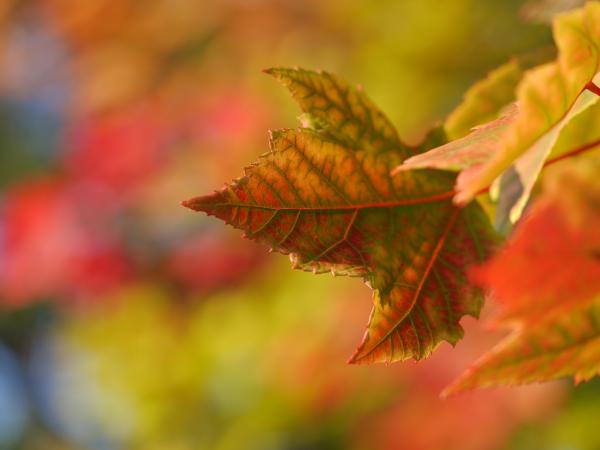 Maple Leaf