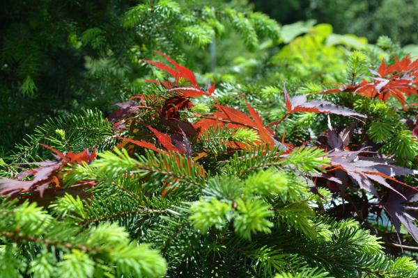 Maple leaves and Spruce needles