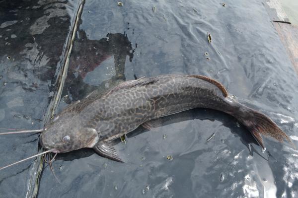 Marble Catfish