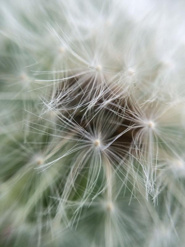 Marco dandelion