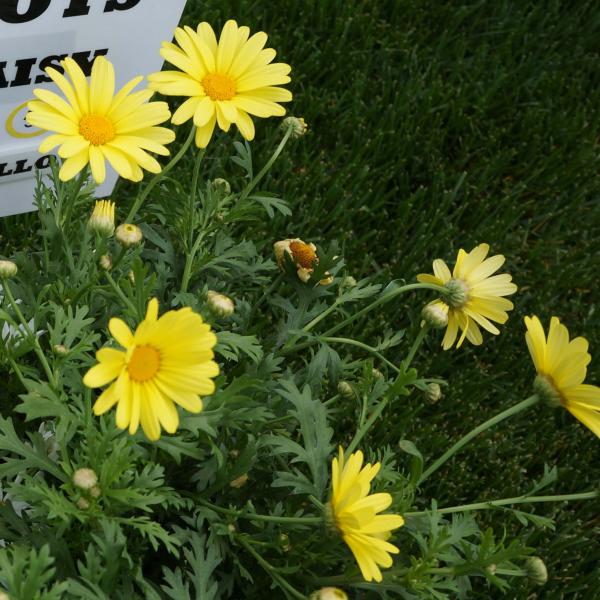 Marguerite