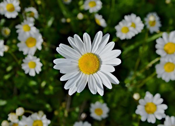 Marguerite