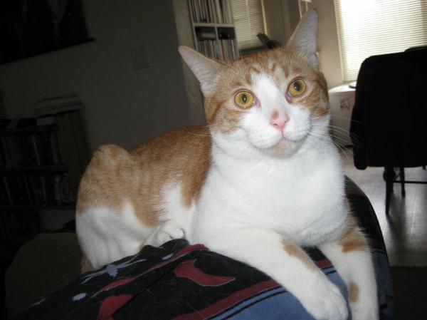 Marie's cat Oliver