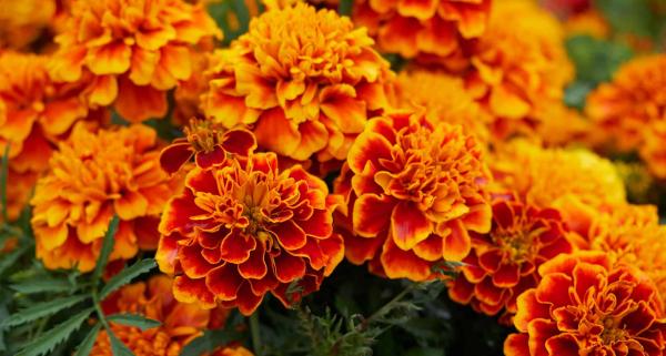 Marigolds