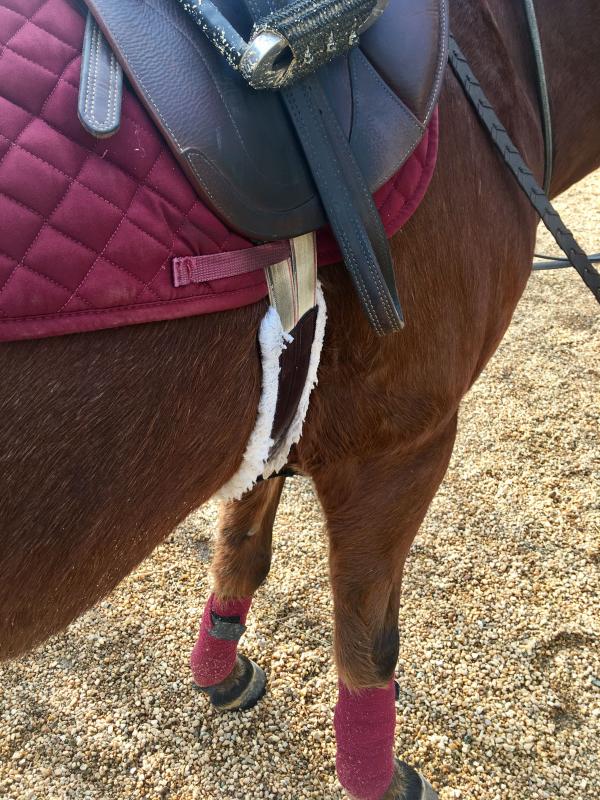 Maroon Horse