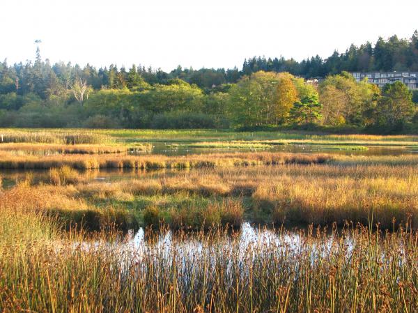 Marsh