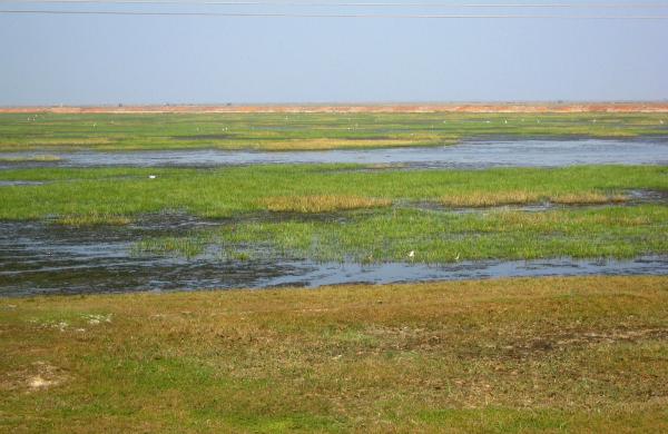 Marshy Land