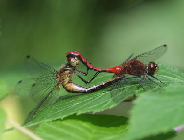 Mating dragonflies