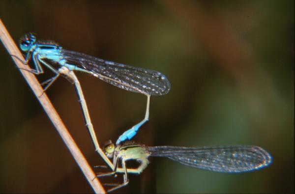 Mating dragonflies