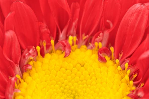 Matsumoto Aster Macro - HDR