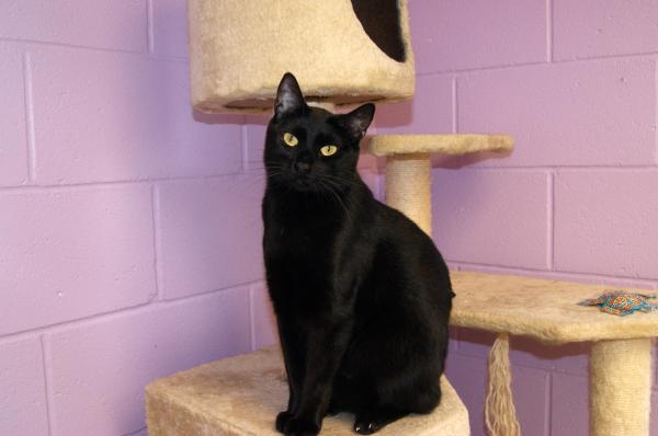 Maxx Cat